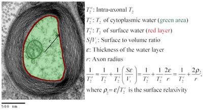 Estimating axon radius using diffusion-relaxation MRI: calibrating a surface-based relaxation model with histology